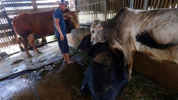 Pekerja memberikan makan hewan ternak di peternakan sapi di Desa Belendung, Tangerang, Banten, Rabu (16/6/2021). Foto ilustrasi:  BeritaSatu Photo/Mohammad Defrizal
