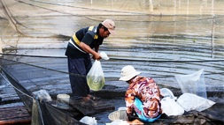 Nilai Ekspor Ikan Hias Indonesia Tembus US$ 20,37 Juta