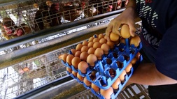 Peternak mengumpulkan telur  ayam. (Foto ilustrasi:  B-Universe Photo/Mohammad Defrizal)