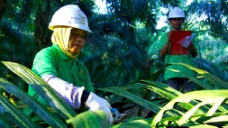 Ilustrasi kegiatan produksi PT Teladan Prima Agro Tbk (TLDN). (Foto: Perseroan)