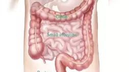 Organ pencernaan dengan usus besar (colon) yang berisiko terkena kanker 