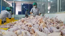 Salah satu fasilitas PT Widodo Makmur Unggas Tbk (WMUU). (Foto: WMUU)