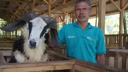 Peternak kambing dan domba di Desa Bangun Sejahtera Indonesia (Desa BSI), Cijengkol Kecamatan Cilograng Lebak Banten.