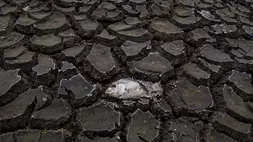 Seekor ikan mati di antara tanah yang retak akibat mengeringnya Danau Cinere di Depok, Jawa Barat, beberapa waktu lalu. (ANTARA FOTO/Wahyu Putro A/YU)