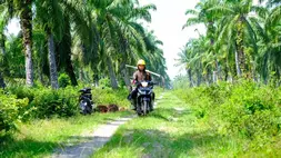 Seorang petani tengah melintas di areal perkebunan sawit. (Foto : Istimewa)