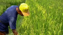 Jangkau 19 Kabupaten, Wilmar Perkuat Kemitraan dengan Petani Padi