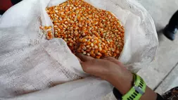 Ilustrasi jagung. (Foto: Bapanas)
