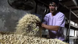 Foto ilustrasi. Pekerja mencampur ragi dengan kedelai saat proses pembuatan tempe di sentra industri tempe Sanan, Malang, Jawa Timur, belum lama ini. Kedelai jadi salah satu komoditas yang diimpor Indonesia dari Amerika Sertikat (AS). (ANTARA FOTO/Ari Bowo Sucipto)