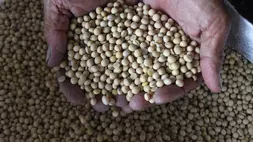 Perajin tempe menunjukkan kedelai impor yang dibelinya di gudang Primer Koperasi Tempe dan Tahu (Primkopti) Sanan, Malang, Jawa Timur, Rabu (9/4/2025). (ANTARA FOTO/Ari Bowo Sucipto)