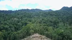Ilustrasi kawasan hutan.(Foto: ANTARA/ HO-Dok. Pribadi)