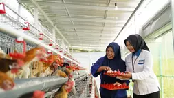 Bantu Ekonomi dan Pangan, PNM Bagikan 240 Ekor Ayam