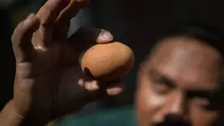 Peternak mengecek telur ayam di Waingapu, Sumba Timur, NTT. (ANTARA FOTO/Rivan Awal Lingga)