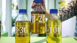 Contoh biodiesel berbahan dasar minyak sawit seperti terlihat di Jakarta.(ANTARA/Aprillio Akbar)