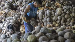 Foto ilustrasi. Seorang pekerja mengupas kulit buah kelapa, belum lama ini. (ANTARA FOTO/Andri Saputra)