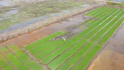 Hamparan hasil cetak sawah (Foto : Kementan)