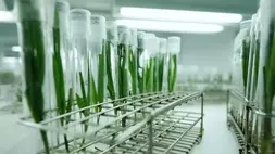 AALI. (Foto : Istimewa) 