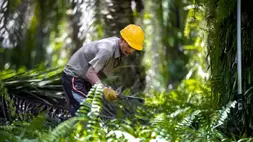 Industri kelapa sawit. (ist)