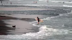 Wisatawan mancanegara (wisman) berjalan membawa papan selancar saat berkunjung di Pantai Pererenan, Badung, Bali, baru-baru ini. (ANTARA FOTO/Nyoman Hendra Wibowo)