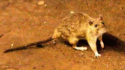 Seekor tikus berkeliaran di jalur kereta bawah tanah di Union Square, New York, AS. (Foto: AP/ Frank Franklin II)