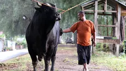 Peternak memegang sapi jenis simmental di Desa Ilie, Banda Aceh, Aceh, Rabu (13/5/2026). Sapi kurban dari Presiden Prabowo itu berbobot 950 kilogram. (ANTARA FOTO/Irwansyah Putra)