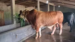 Suro, sapi jenis Limosin Simental berbobot 1 ton 700 kg milik peternak Hasan yang terpilih jadi hewan kurban Presiden Prabowo Subianto.