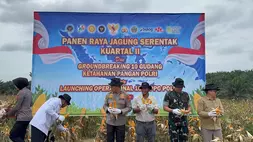 Keterlibatan pemerintah, dunia usaha, aparat, dan petani jadi bagian penting dalam menjaga produktivitas dan ketahanan pangan pangan sekaligus membuka peluang ekonomi baru di daerah. Semangat kolaborasi itu terlihat dalam Panen Raya Jagung Serentak Kuartal II-2026 yang digelar Polda Jambi bersama PT Brahma Bina Bakti (BBB), member of PT Triputra Agro Persada Tbk (TAP), di Desa Suko Awin Jaya, Kecamatan Sekernan, Kabupaten Muaro Jambi, Jambi, baru-baru ini. (Foto : Istimewa)