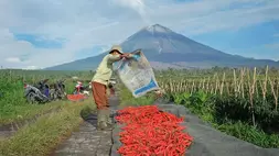 Ilustrasi sektor pertanian. (Foto: BRI)