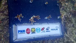 7 BUMN berkolaborasi gelar blue impact di Lampung Selatan.