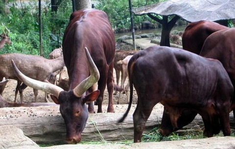 Banteng di KBS Surabaya Mati