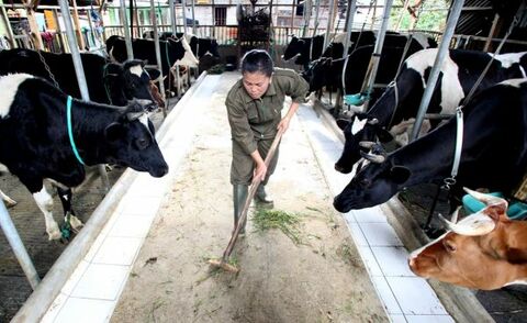 Makan Bergizi Gratis Bangkitkan Kembali Industri Peternakan
