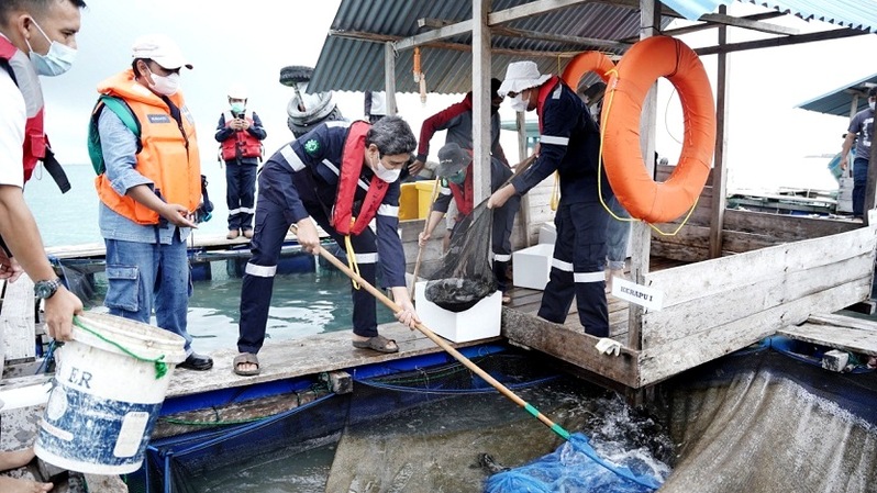 Dengan Keramba Jaring Apung Pt Timah Berhasil Budidaya Ikan Udang Di