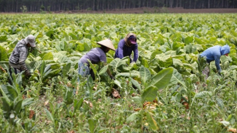 Ilustrasi petani tembakau. ( Foto: Istimewa )
