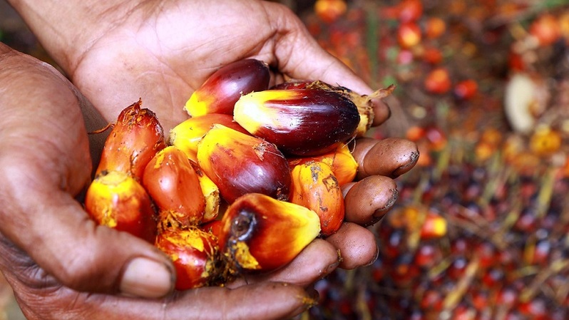 Petani menunjukkan buah sawit di perkebunan kelapa sawit di Bogor, Jawa Barat, Sabtu (5/2/2022). Foto ilustrasi: BeritaSatu Photo/Mohammad Defrizal