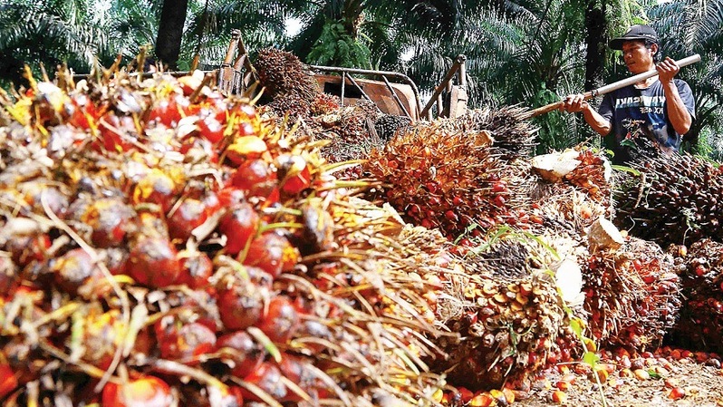 Panen sawit. Foto: BeritaSatu Photo/Derizal