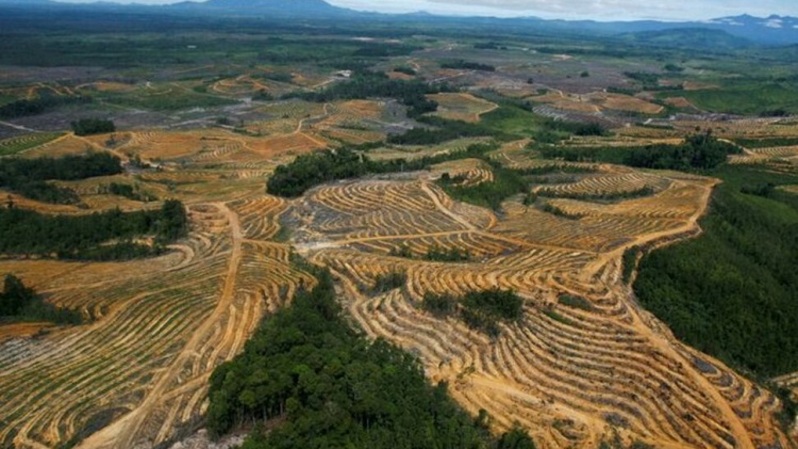 Pemandangan udara terlihat dari kawasan hutan yang dibuka untuk perkebunan kelapa sawit di Kabupaten Kapuas Hulu, Kalimantan Barat pada 6 Juli 2010. (Foto: REUTERS/Crack Palinggi/File Foto)