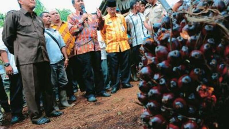 Kebun Sawit Rakyat Bisa Tambah Produksi 5 Juta Ton