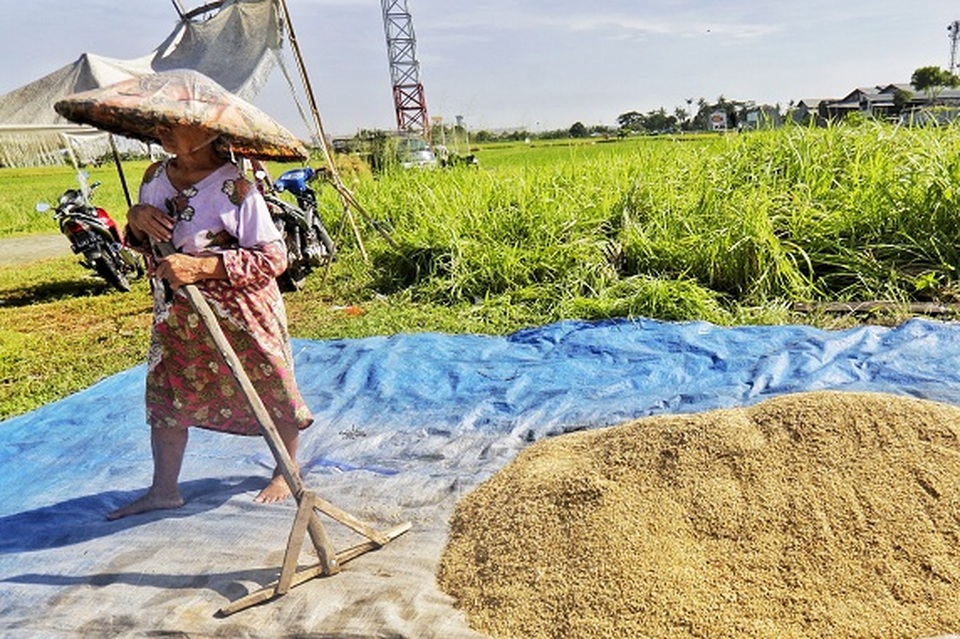 HPP Gabah Di Petani Idealnya Rp 5.000 Per Kg