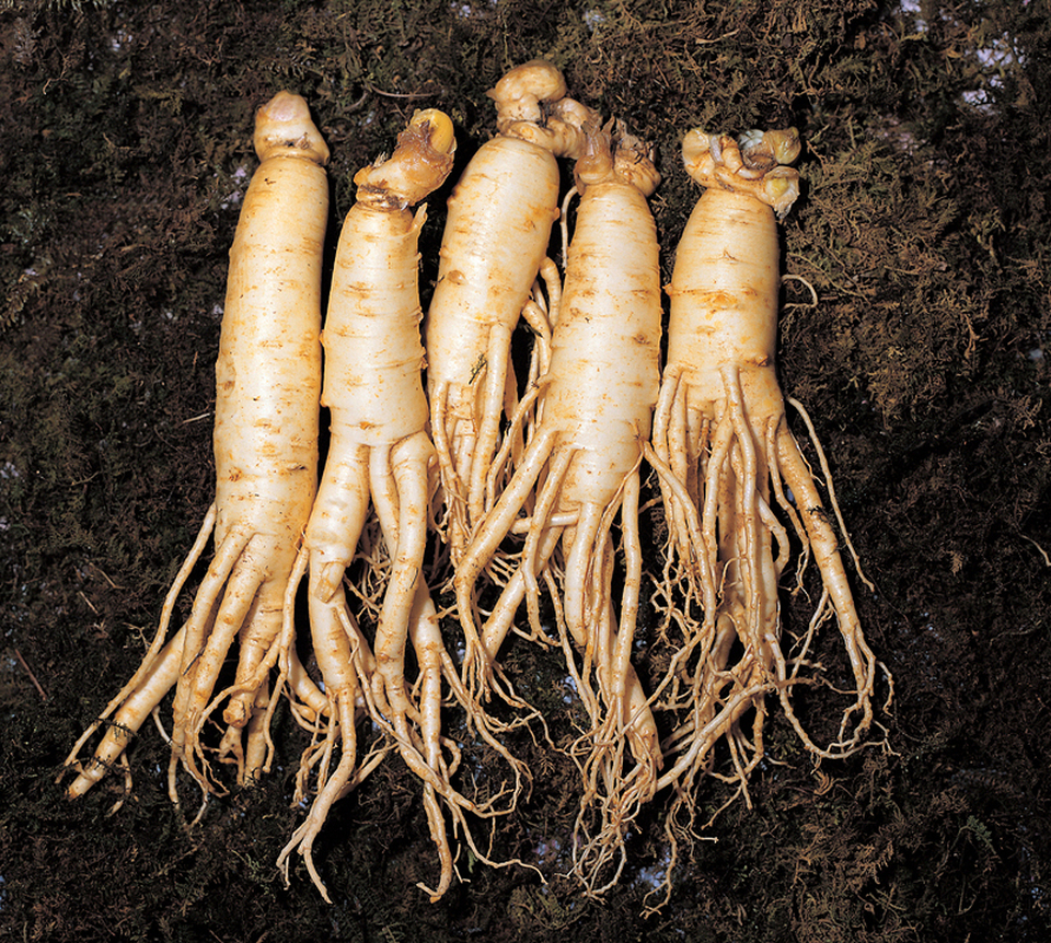 Akar ginseng Korea. ( Foto ilustrasi: The Korea Ginseng Association )