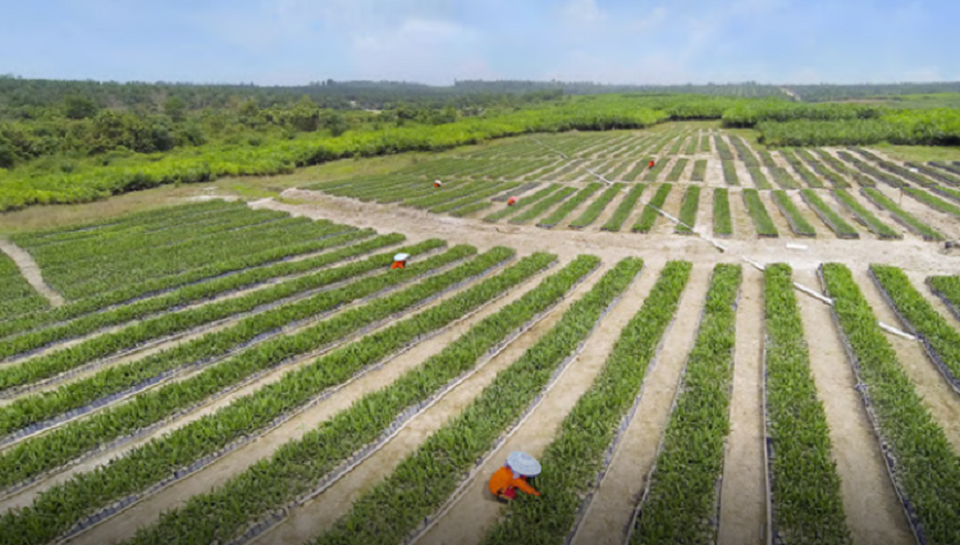 Kebun sawit milik PT PP London Sumatra Indonesia Tbk (LSIP) atau Lonsum. (Foto: Perseroan)