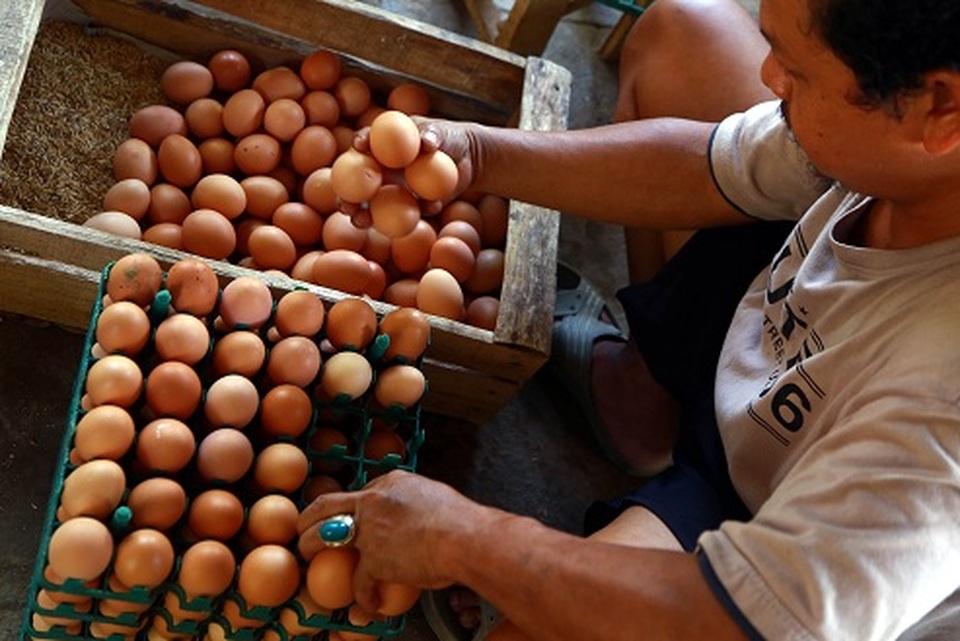Peternak memilah telur ayam ras di sebuah peternakan ayam di Gunung Sindur, Bogor, Jumat (9/10/2020).