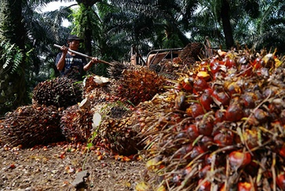 Pekerja mengumpulkan buah sawit di perkebunan kelapa sawit milik PTPN VIII di Cimulang, Kabupaten Bogor. Foto: BeritaSatu Photo/Mohammad Defrizal
