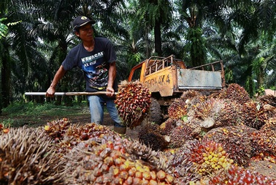 Pekerja mengumpulkan buah sawit di perkebunan kelapa sawit milik PTPN VIII di Cimulang, Kabupaten Bogor, Rabu (6/1/2021). Foto: BeritaSatu Photo/Mohammad Defrizal