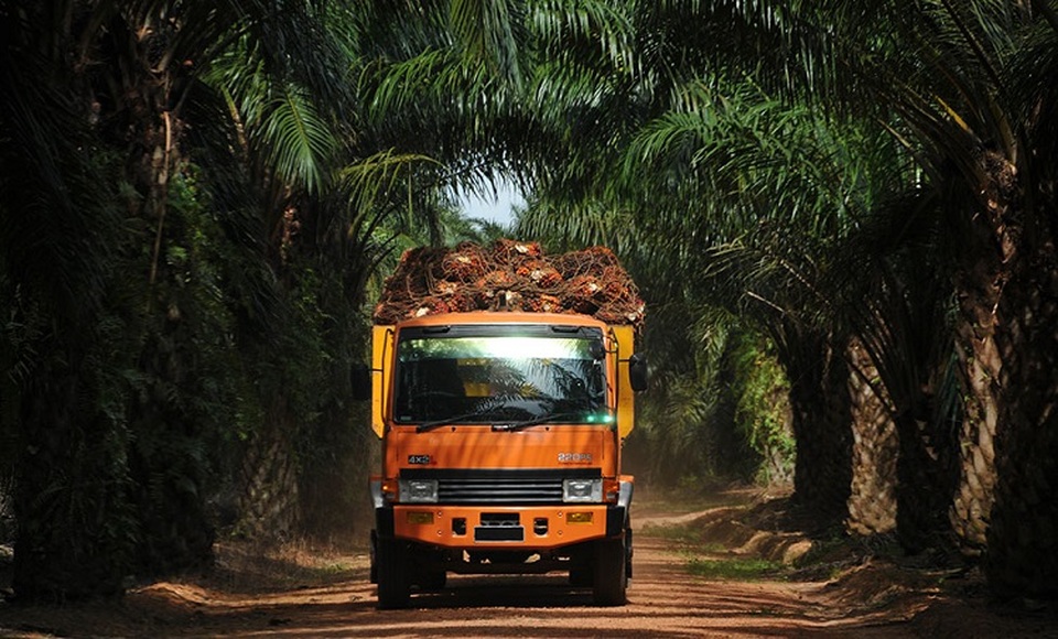 PT Austindo Nusantara Jaya Tbk (ANJT). Foto: Perseroan.