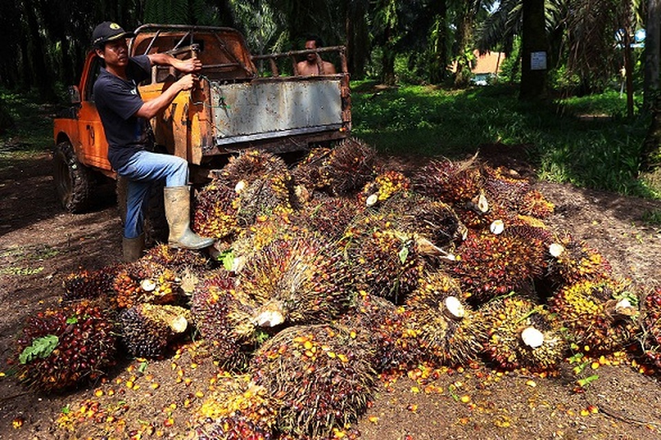 Petani usai memanen kelapa sawit di Bogor, Jawa Barat, belum lama ini. Foto: BeritaSatu Photo/Mohammad Defrizal
