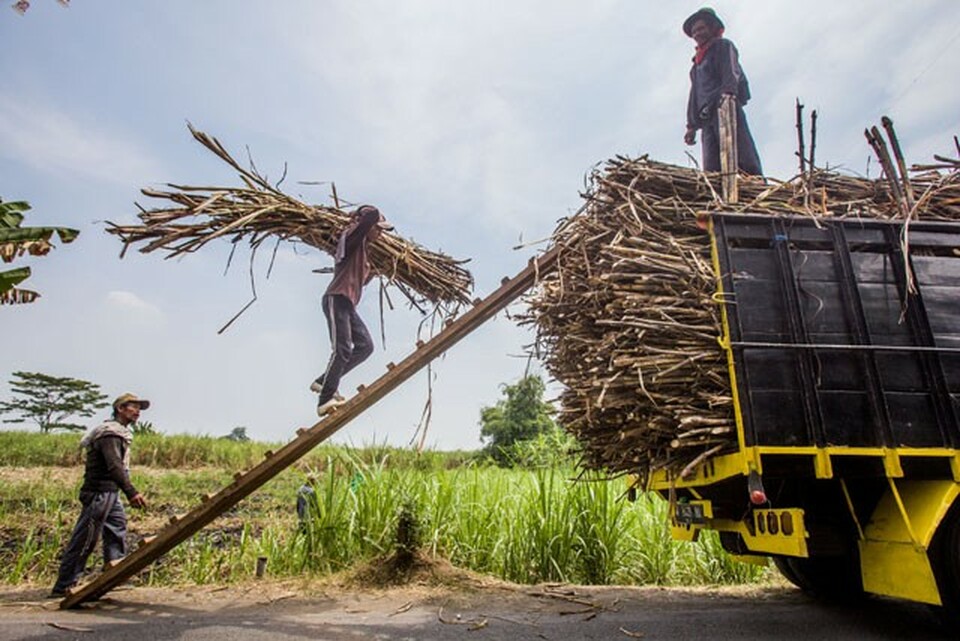 Pekerja mengangkut tebu untuk diolah menjadi gula