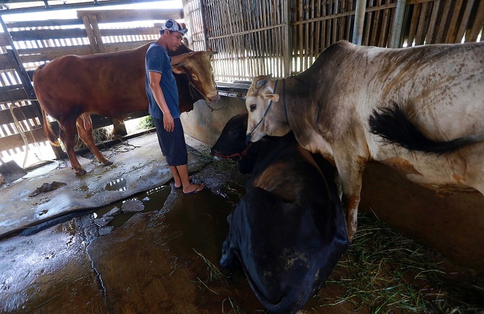 Pekerja memberikan makan hewan ternak di peternakan sapi di Desa Belendung, Tangerang, Banten, Rabu (16/6/2021). Foto ilustrasi:  BeritaSatu Photo/Mohammad Defrizal