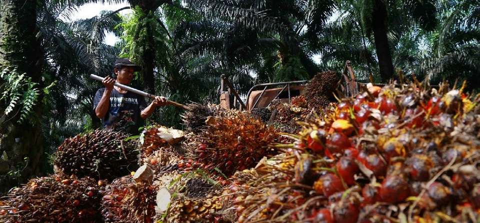 Panen sawit. Foto ilustrasi: BeritaSatu Photo/Mohammad Defrizal