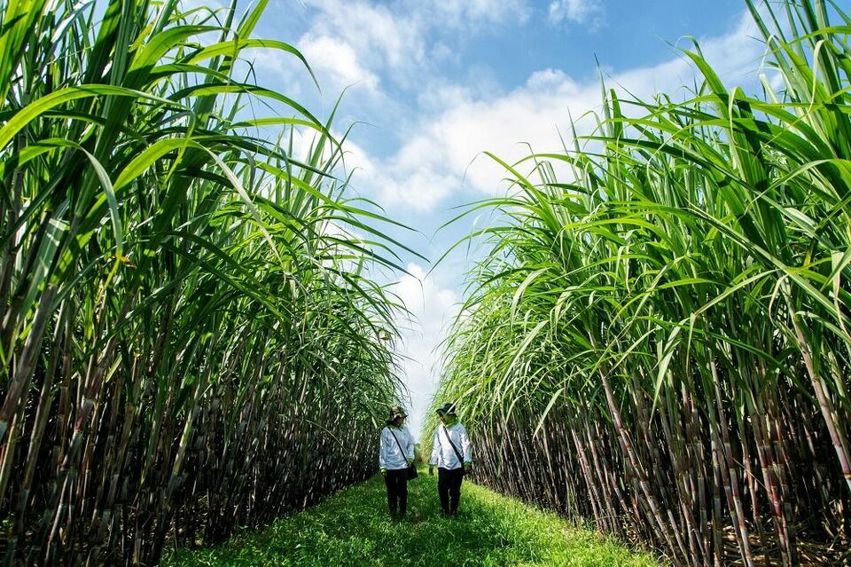 Holding Perkebunan Nusantara PTPN III (Persero) memiliki tanggung jawab dalam melipatgandakan produksi gula menjadi 1,8 juta ton untuk mendukung swa sembada gula konsumsi tahun 2025.