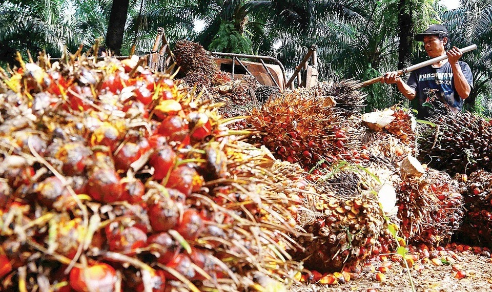 Panen sawit. Foto: BeritaSatu Photo/Derizal 