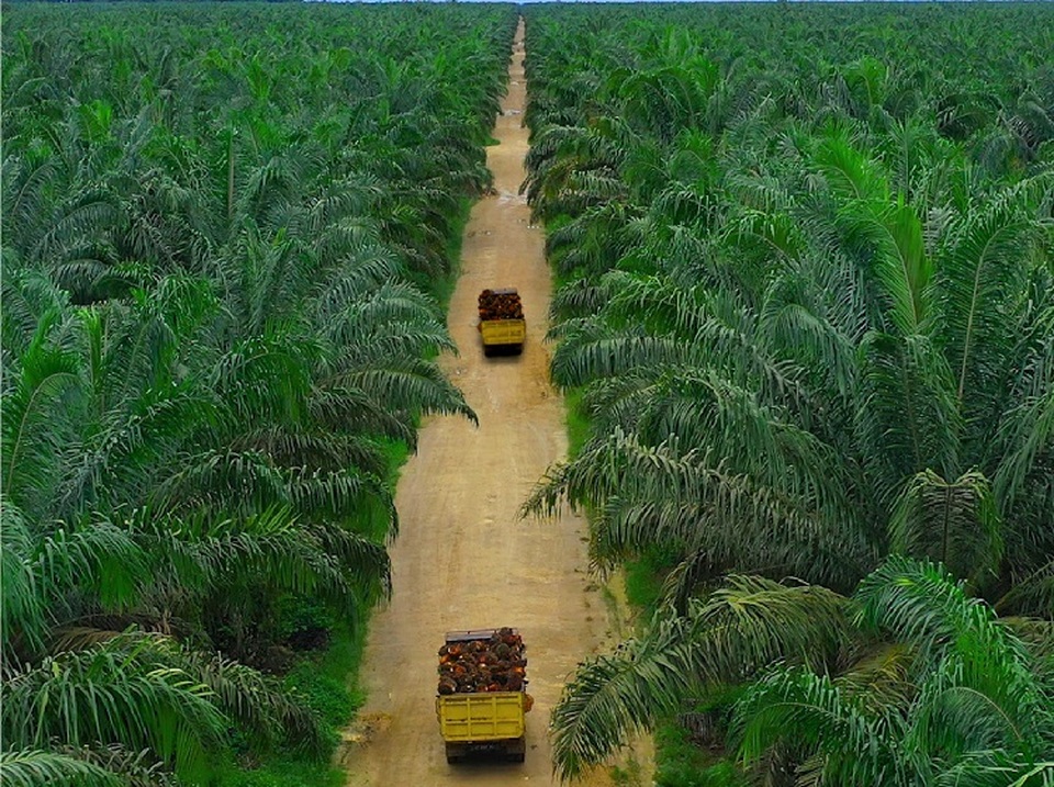 PT Teladan Prima Agro Tbk. Foto: Perseroan
